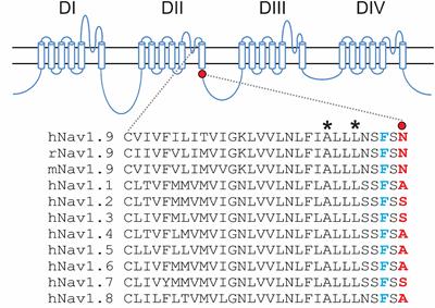 A Novel Gain-of-Function Nav1.9 Mutation in a Child With Episodic Pain